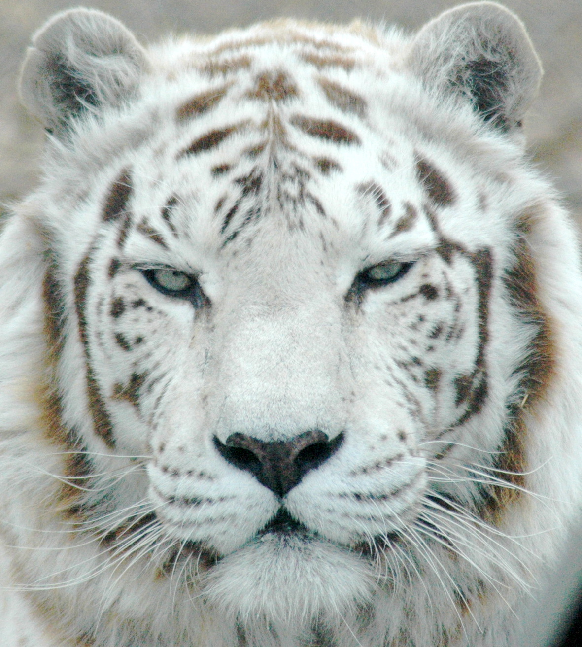 Photo 1 from BIG CATS OF SERENITY SPRINGS INC